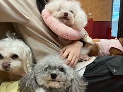 -和它·交个朋友·狗咖猫咖(爱琴海店)
