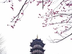 -洋湖国家湿地公园