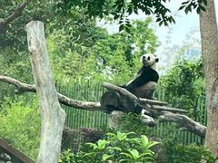 -武汉动物园