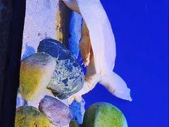 -上海海洋水族馆