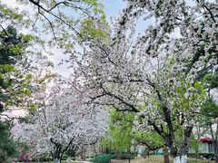 -海棠花溪(元大都城垣遗址公园)