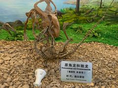 -嘉荫恐龙国家地质公园