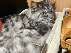 -MOCHA明星猫咖(田子坊店)