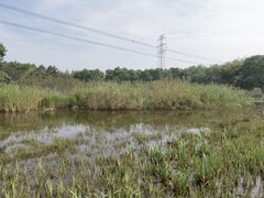 -长田漾湿地公园