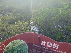 -北海金海湾红树林生态旅游区