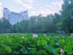 -莲湖公园