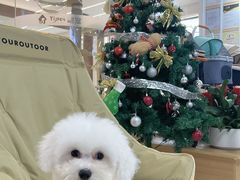 -翊宠yipet猫狗购宠庄园犬舍•猫舍