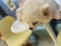 -怪兽屋·羊驼·猫咖·狗咖(俊华广场店)