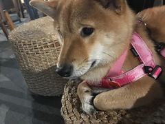 -星巴克臻选(成都太古里店)