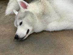 -TrueLove @ Neverland (Husky Cafe)