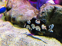 -暹罗海洋世界