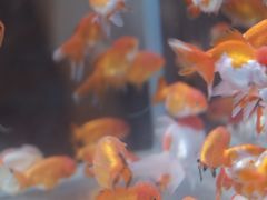 -Lamant Manor已闻花名关於蓝
