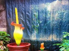 -北京植物园-展览温室