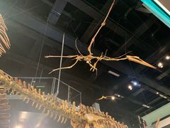 -墨尔本博物馆(Melbourne Museum)