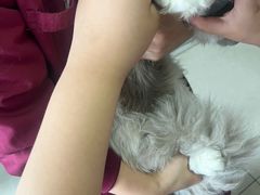 -瑞派福兴宠物医院犬猫全科·骨科·中西医结合(河东店)