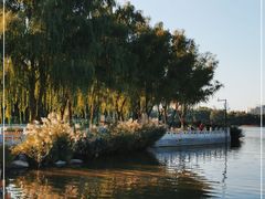 -莲花池公园