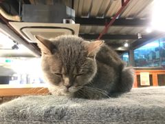 -more than meow吴止猫主题餐厅(承德 中船汇店)