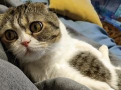-啵啵喵·猫咖(攀华国际店)