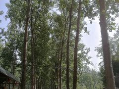 -合肥滨湖国家森林公园