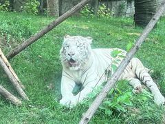 -北京野生动物园