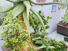 -国家植物园南园