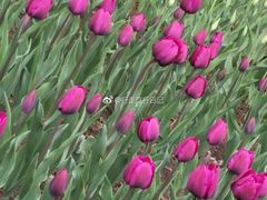 -长春公园(普阳街道)