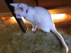 小店的猫咪老大-MIKAKU(万达广场上海宝山店)