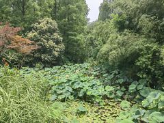 -东平国家森林公园