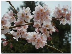 -醍醐寺