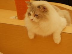 -瞄一喵猫咖(格力海岸店)