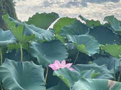 -洪湖生态旅游区