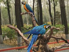 -北京野生动物园