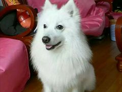 -美联众合动物医院·24h京西诊疗中心