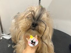 -宠物家(角门东店)