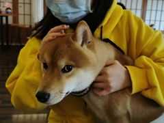 -豆柴町-柴犬主题狗咖(红鼎国际C座店)