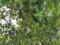 -云溪植物园
