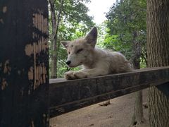 -宫城藏王狐狸村
