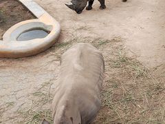 -西霞口神雕山野生动物世界