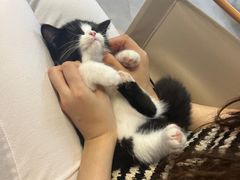 -Heymao猫咖.咖啡厅(东门店)