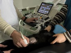 -乐派堂宠物医院·猫友好· 心脏科(东街店)