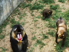 -大连森林动物园