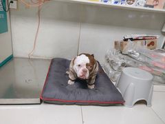 -关爱动物医院·心脏·中兽医·异宠(金牛路分院)