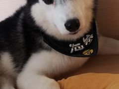 -Husky Go! 哈士奇体验馆·宠物咖啡厅狗咖