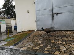 -老淳安—伴山伴湖(千岛湖开元度假村店)
