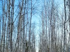 -北极村旅游风景区