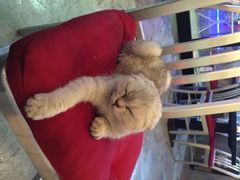 Mikaku-MIKAKU(万达广场上海宝山店)