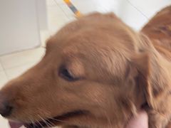 -宠福鑫康馨动物医院·骨科·眼科