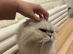 -平行世界·猫咖(首经贸店)