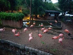 -清迈夜间动物园