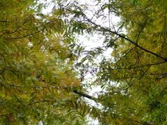 -桤木河湿地公园